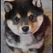 もっさ