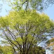 よこの画像
