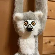 ワオキツネザルの画像