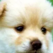 ちゃおみんの画像