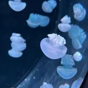 マイカの画像