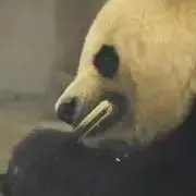 たこの画像