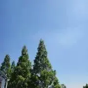 りんご♪