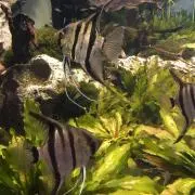魚