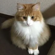 アンジーの画像