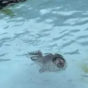 はなたの画像