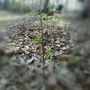 まめた