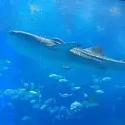 ももっこ★プロフ必須★の画像