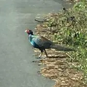 ヒデ