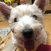 とおるの画像