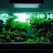 葵の御紋の画像