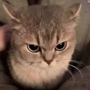 ゆの画像