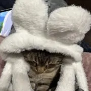 せぴの画像