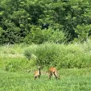 WLの画像