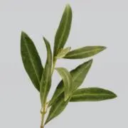Accoの画像