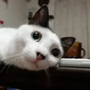 Nao