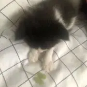 璃の画像