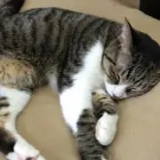 鈴