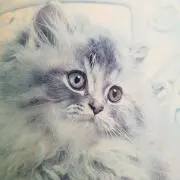 遣猫使