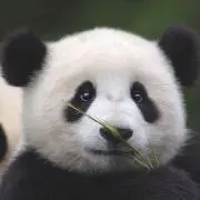 タオカの画像