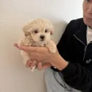 あいの画像