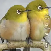 ぽんるーぷの画像