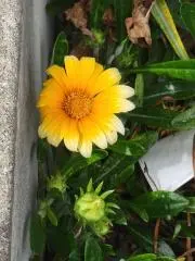 ほこほこの画像