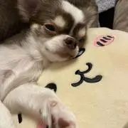 ちゃき【断捨離中】の画像