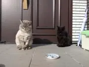 にゃんこ。