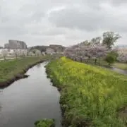 アデコの画像