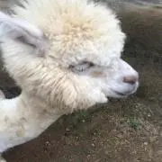 アイ