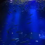 ゆず