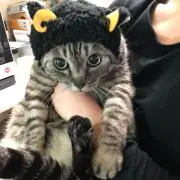 しのぶの画像