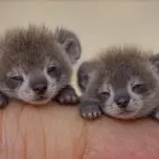 るり