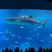 mikaの画像