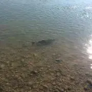 アブ