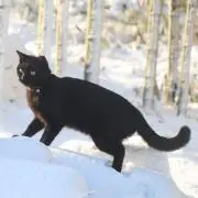 Hasu