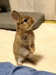べぜるんの画像