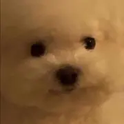 しろ