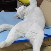 ちびたの画像