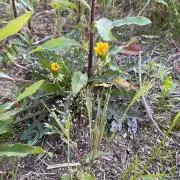 としょかんの画像
