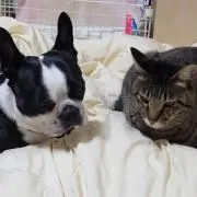 ふう