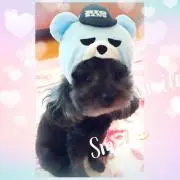 ピロコ