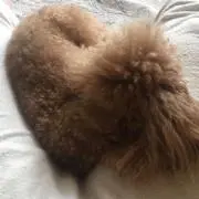 Sayurinの画像