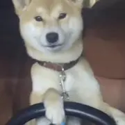 紅い龍の画像