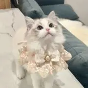 といの画像