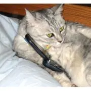 もしもし猫の画像