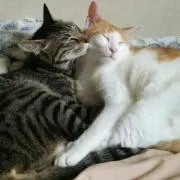 主