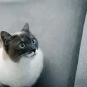 あいこ　順次発送中の画像