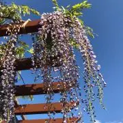 るるの画像